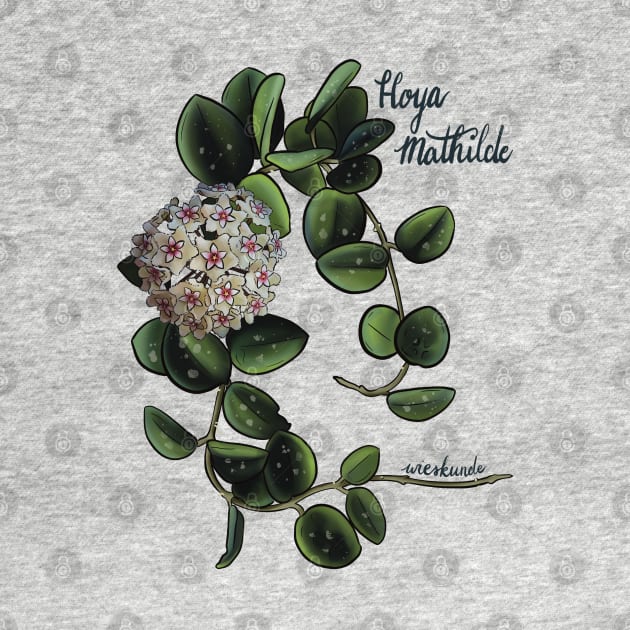 Hoya mathilde in bloom by Wieskunde